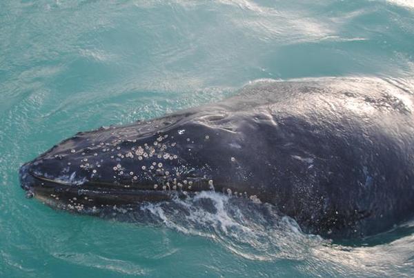 Another humpback whale sighted off Akaroa yesterday.